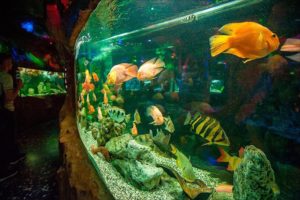 Рыбки в аквариуме в Евпатории